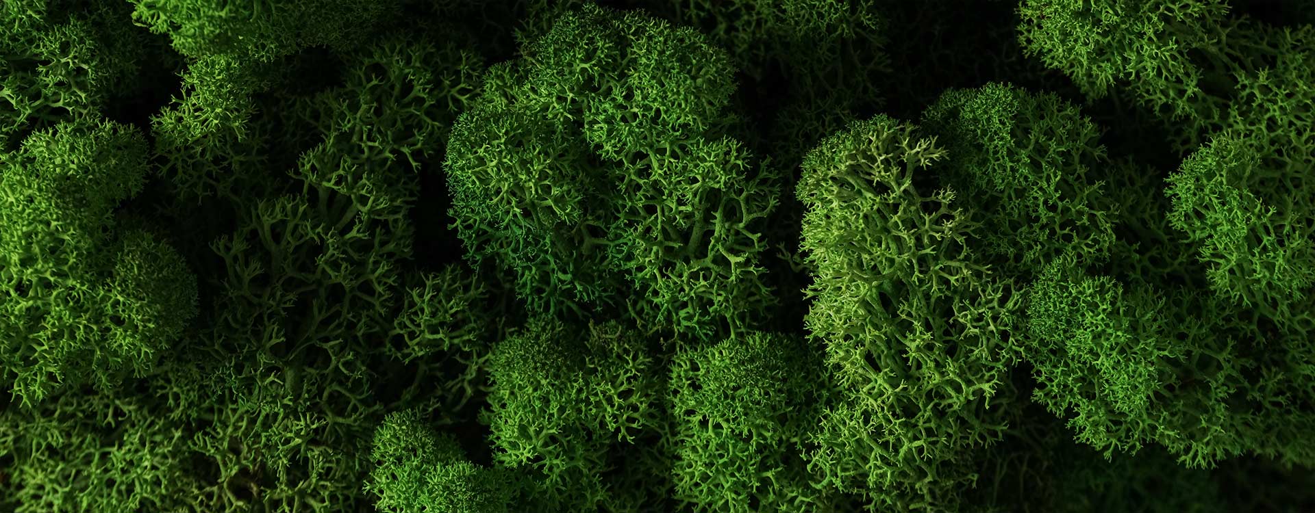 moss-hintergrund